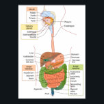 Diagram Human Gastrointestinal Digestive system Poster<br><div class="desc">Diagram Human Gastrointestinal Digestive system Poster</div>