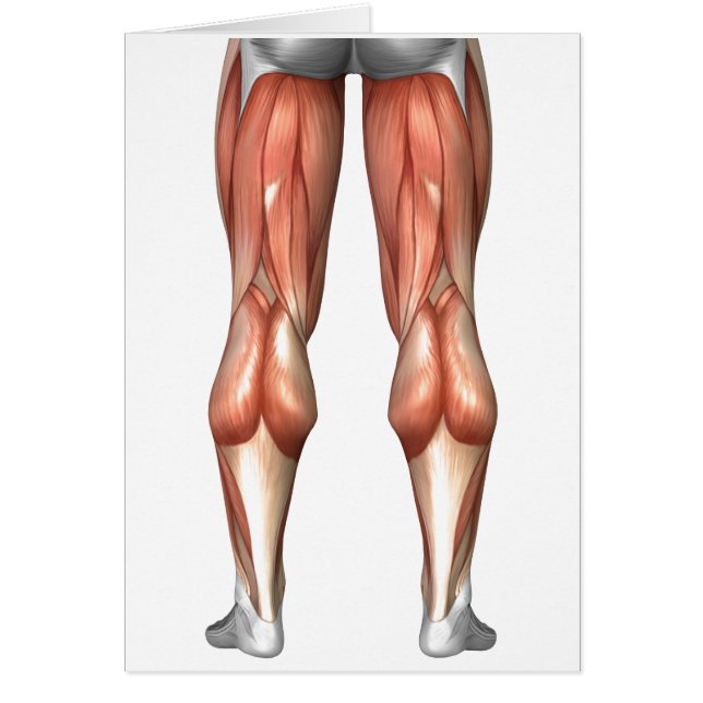 Diagram Illustrating Leg Muscle Groups (Front)