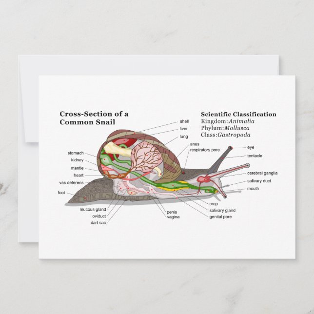 Diagram of a Common Garden Snail (Helix aspersa) (Front)