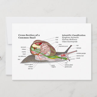 Diagram of a Common Garden Snail (Helix aspersa)