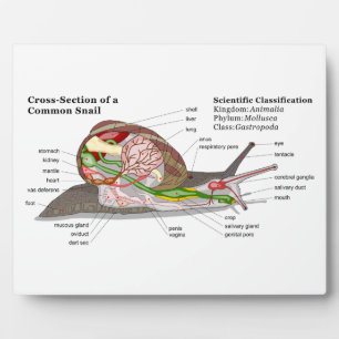 Diagram of a Common Garden Snail (Helix aspersa) Plaque