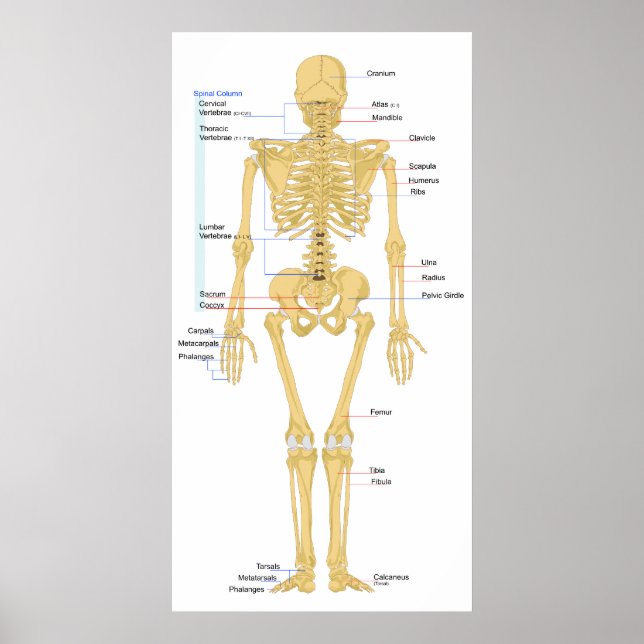 Diagram of a Human Female Skeleton Back View Poster (Front)