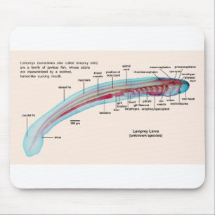 Diagram of a Sea Lamprey Species Larva Mouse Pad