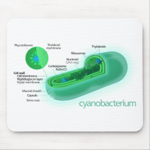 Diagram of a Typical Cyanobacteria Cell Mouse Pad