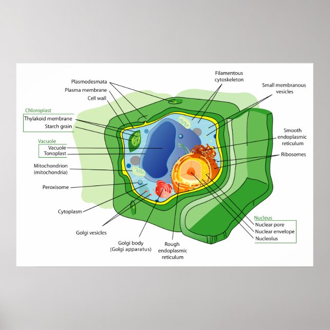 Diagram of a Typical Plant Cell Structure Poster (Front)