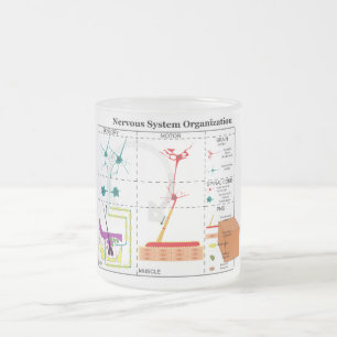 Diagram of Basic Nervous System Functions Frosted Glass Coffee Mug
