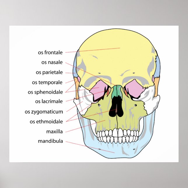 Diagram of Bone Structure Front of a Human Skull Poster (Front)