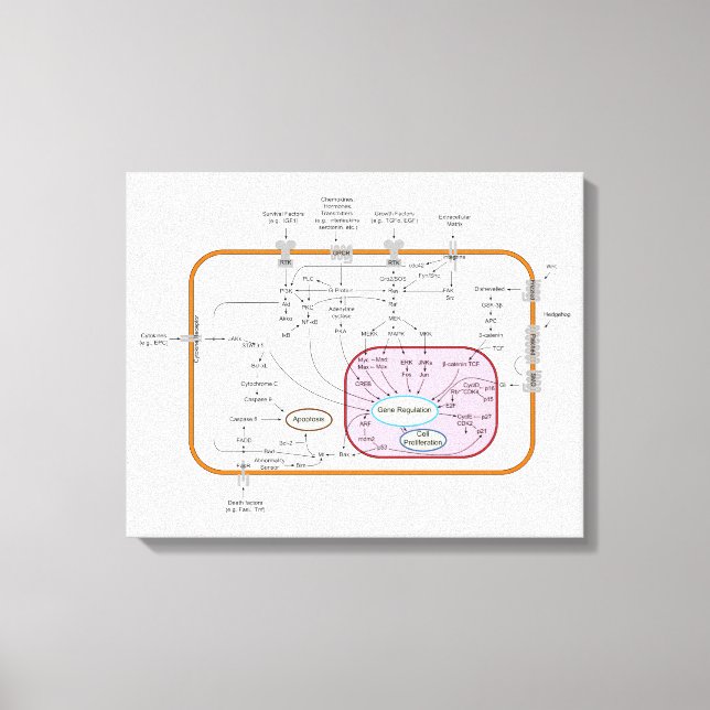 Diagram of Cell Gene Signal Transduction Pathways  Canvas Print (Front)