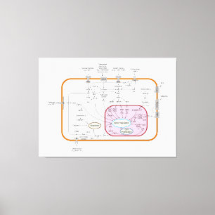 Diagram of Cell Gene Signal Transduction Pathways  Canvas Print