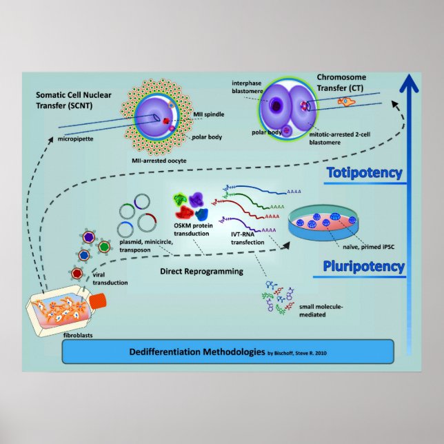 Diagram of Cellular Differentiation Methods Poster (Front)
