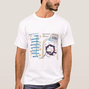 Diagram of Cellular Respiration Glycolysis Chart  T-Shirt