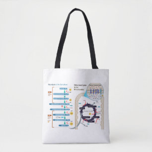 Diagram of Cellular Respiration Glycolysis Chart  Tote Bag