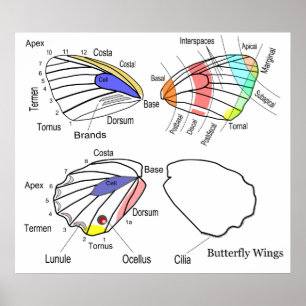 Diagram of Each Section of Butterfly Wings Poster