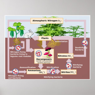 Diagram of Earth's Nitrogen Cycle Poster