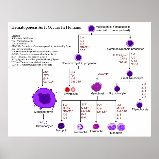 Diagram of Hematopoietic Growth Factors in Humans Poster (Front)