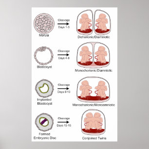 Diagram of Human Biological Placentation Poster