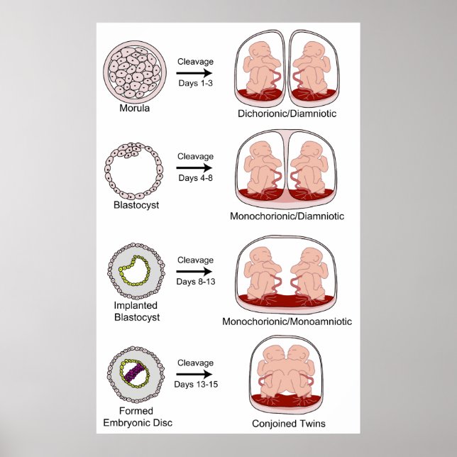 Diagram of Human Biological Placentation Poster (Front)