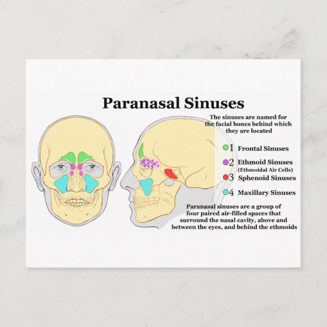 Diagram of Human Paranasal Sinuses Postcard (Front)