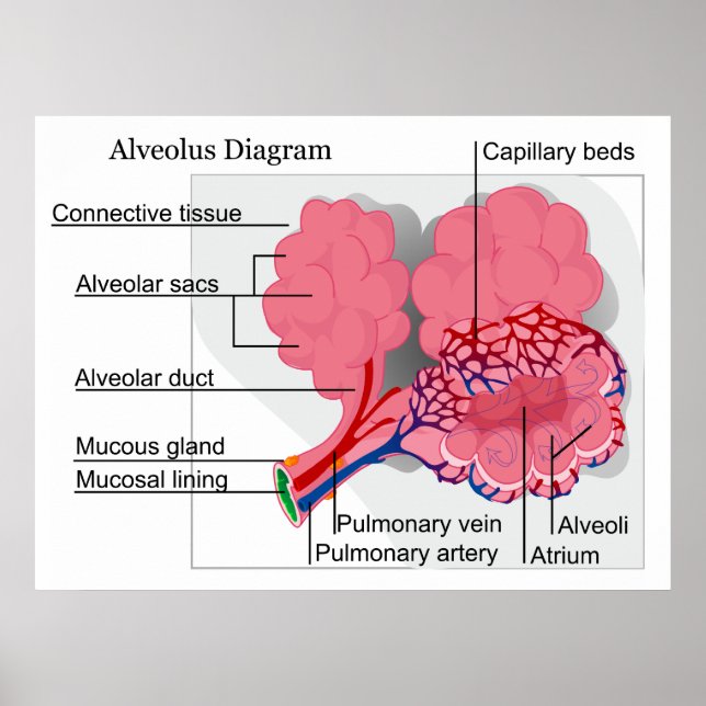 Diagram of Mammalian Alveolus of the Lungs Poster (Front)