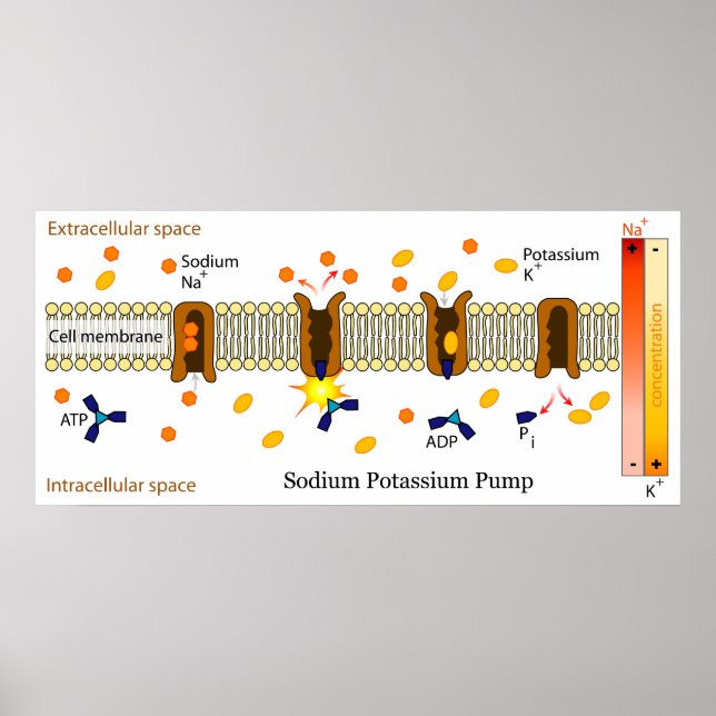 Diagram of the Biological Sodium Potassium Pump Poster (Front)