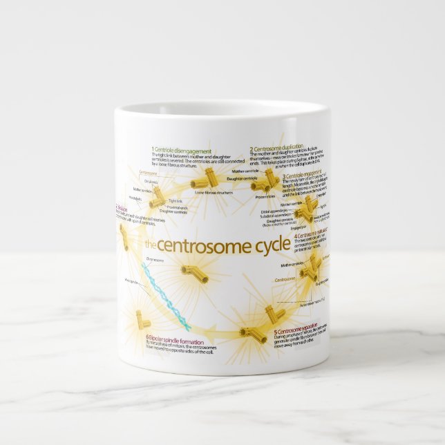 Diagram of the Centrosome Cycle Large Coffee Mug (Front)