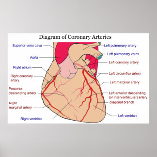 Diagram of the Coronary Arteries of a Human Heart Poster