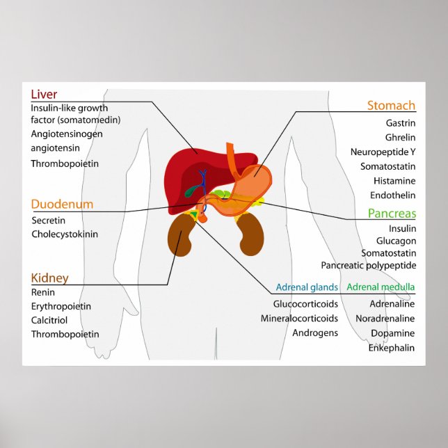 Diagram of the Endocrine Alimentary Gland System Poster (Front)