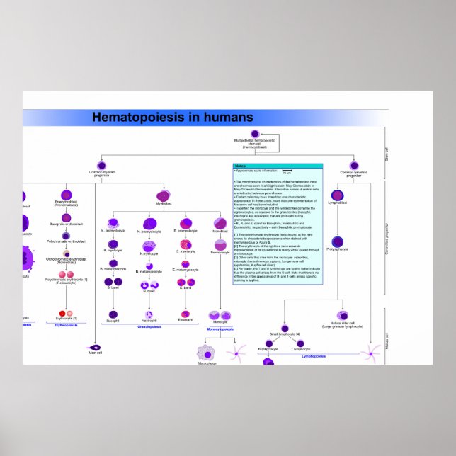 Diagram of the Haematopoiesis Stem Cells in Humans Poster (Front)
