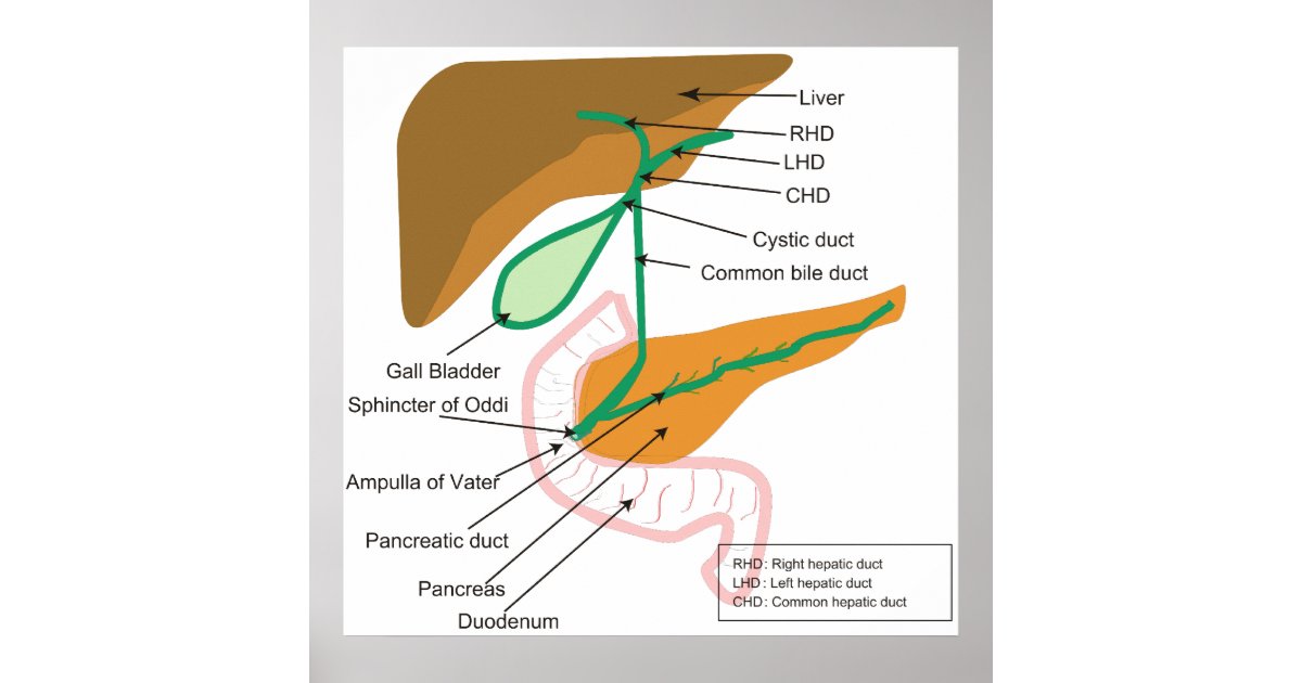 Diagram of the Human Biliary System Bile Duct Poster Biology Diagrams