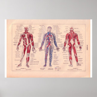 Diagram of the human body, French 1920 Poster