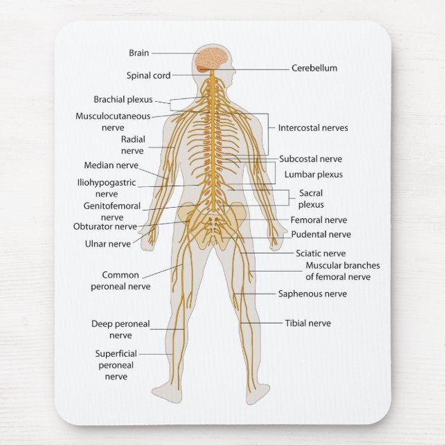 Diagram of the Human Body's Nervous System Mouse Pad (Front)