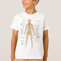 Diagram of the Human Body's Nervous System