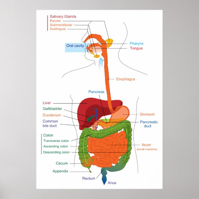 Diagram of the Human Digestive System Poster (Front)