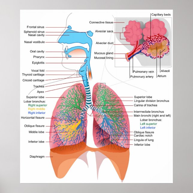 Diagram of the Human Respiratory System Poster (Front)