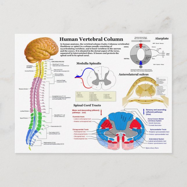 Diagram of the Human Vertebral Column Postcard (Front)