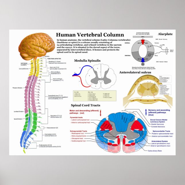 Diagram of the Human Vertebral Column Poster (Front)