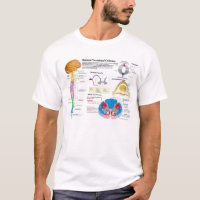 Diagram of the Human Vertebral Column