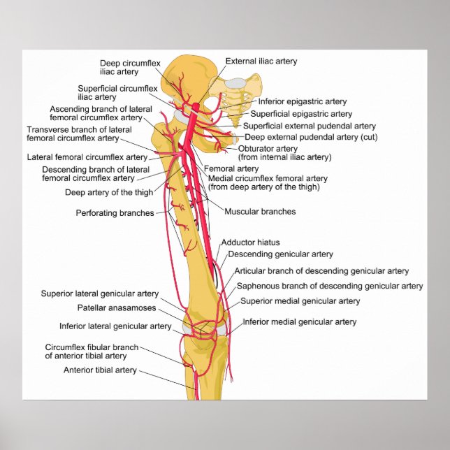 Diagram of the Main Arteries in the Human Thigh Poster (Front)