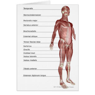 Diagram of the muscular system