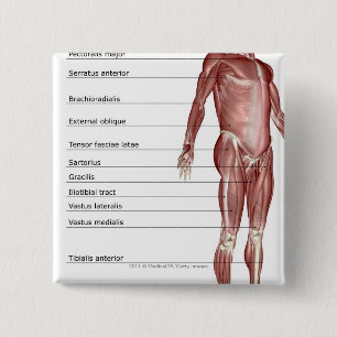 Diagram of the muscular system 15 cm square badge