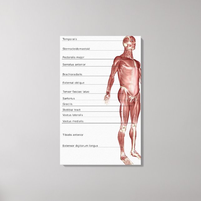 Diagram of the muscular system canvas print (Front)
