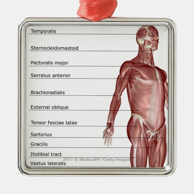 Diagram of the muscular system metal tree decoration (Front)