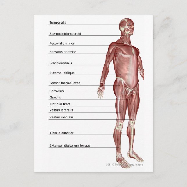 Diagram of the muscular system postcard (Front)