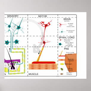 Diagram of the Organisation of the Nervous System Poster