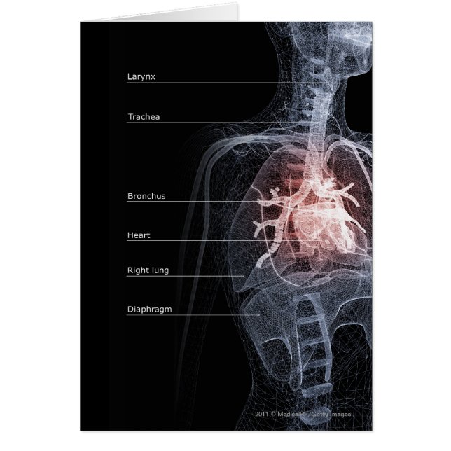 Diagram of the respiratory system and the heart (Front)