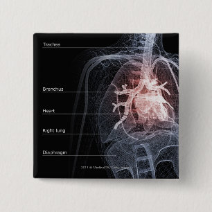 Diagram of the respiratory system and the heart 15 cm square badge