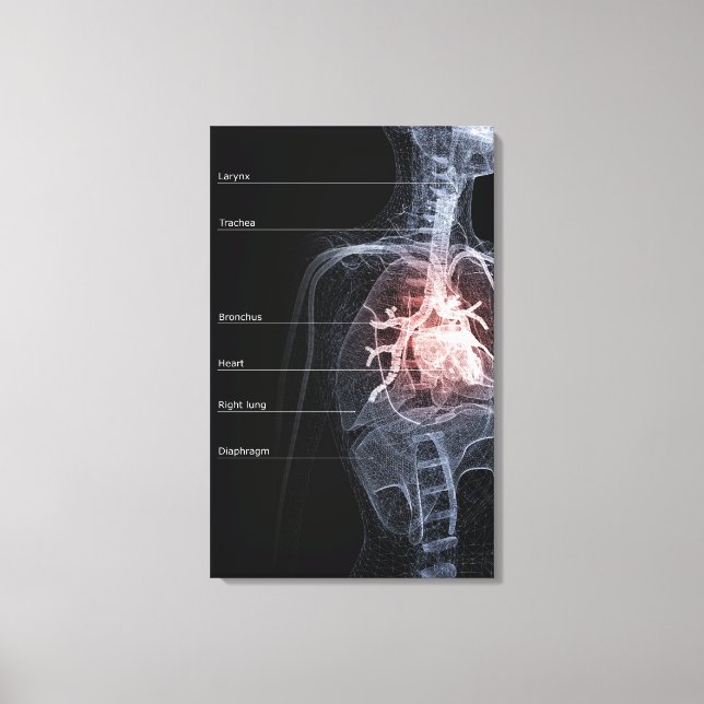 Diagram of the respiratory system and the heart canvas print (Front)