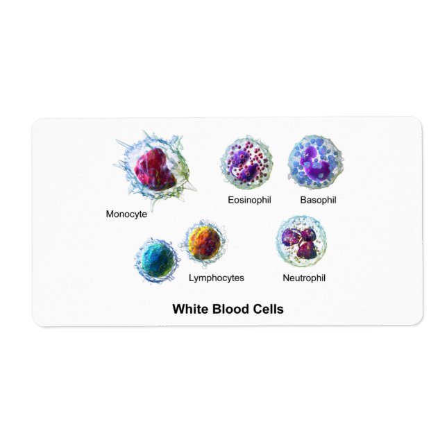 Diagram of White Blood Cells Leukocytes (Front)