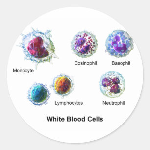 Diagram of White Blood Cells Leukocytes Classic Round Sticker