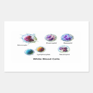 Diagram of White Blood Cells Leukocytes Rectangular Sticker